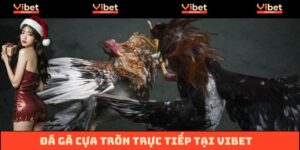 Đá Gà Cựa Tròn Trực Tiếp Vibet - Căng Thẳng Từng Phút Giây