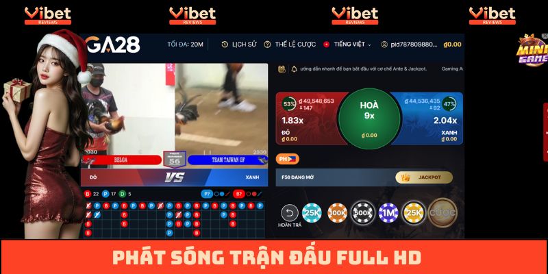 Đá gà cựa tròn trực tiếp full HD