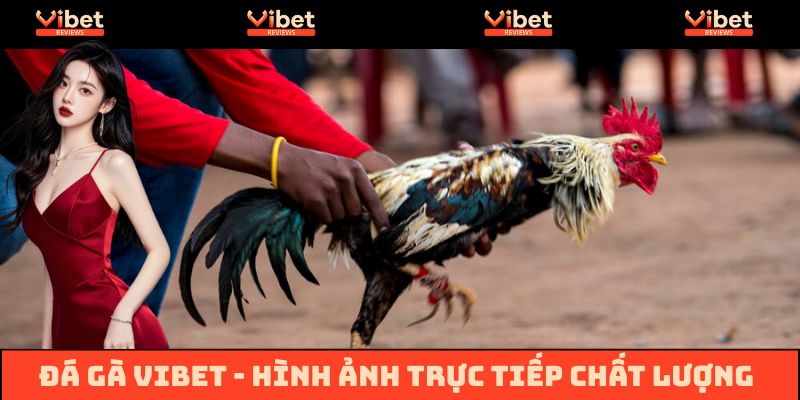 Sảnh đá gà Vibet cung cấp trận đấu chất lượng