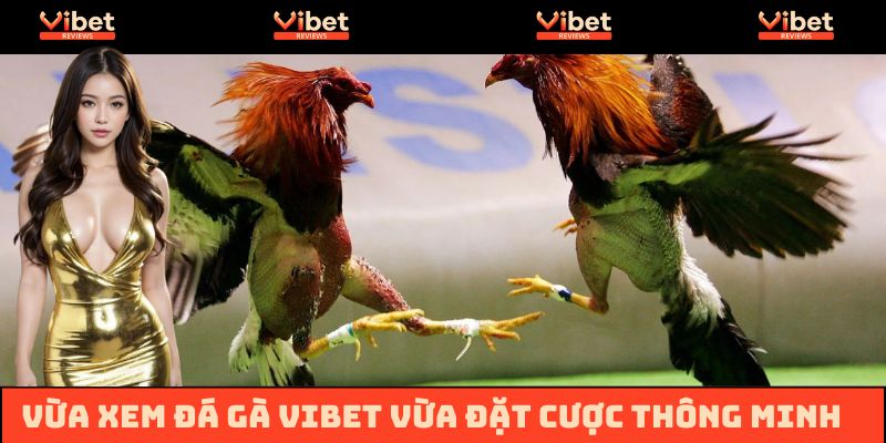 Hội viên Vibet có thể vừa xem đá gà trực tiếp vừa đặt cược thông minh