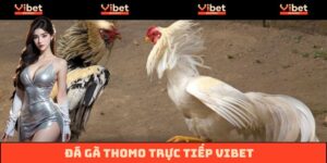 Đá Gà Thomo Trực Tiếp Vibet - Nơi Thăng Hoa Mọi Cảm Xúc