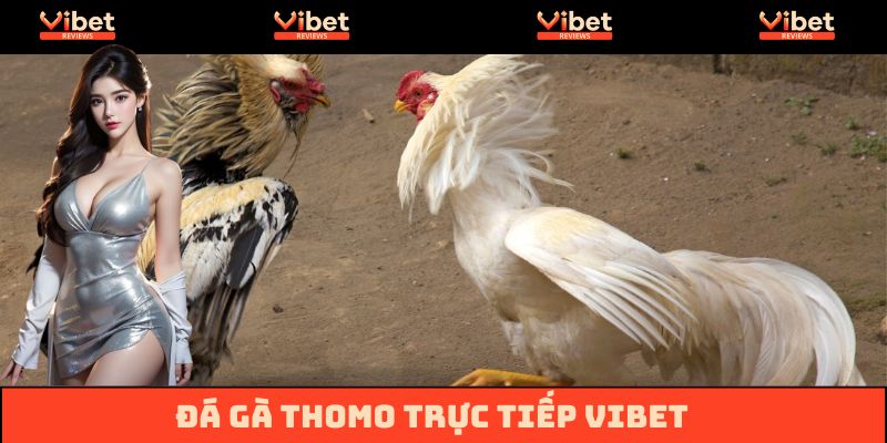 Đá Gà Thomo Trực Tiếp Vibet - Nơi Thăng Hoa Mọi Cảm Xúc