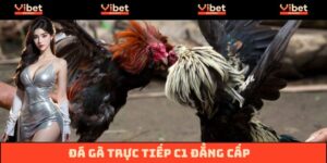 Đá Gà Trực Tiếp C1 - Những Cú Đá Nghẹt Thở, Kịch Tính