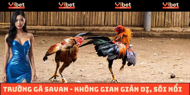 Trường Gà Savan - Khám Phá Vẻ Đẹp Đầy Sức Hút Tại Vibet