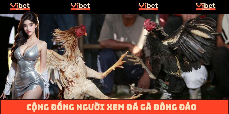 Cộng đồng người xem đá gà đông đảo
