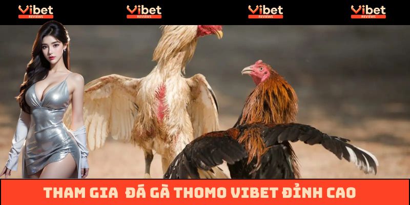 Đá gà Thomo trực tiếp tại Vibet
